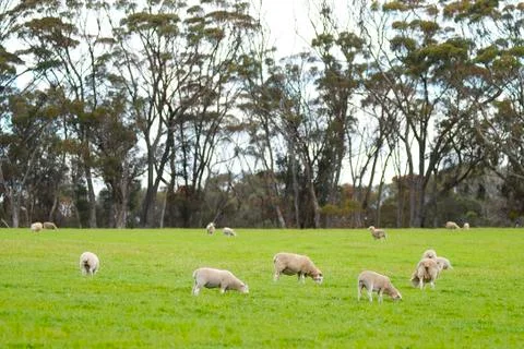 Lambs grazing in a grassy field Stock Photos