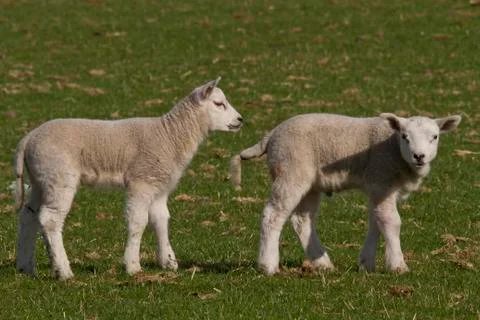 Lambs grazing Stock Photos