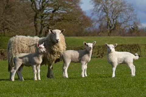 Lambs grazing Stock Photos
