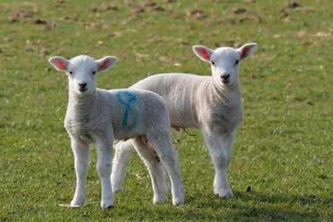 Lambs grazing Stock Photos