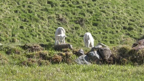 Lambs grazing in spring sunshine Stock Footage 238201229
