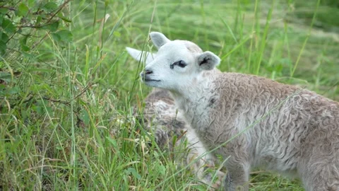 Lambs have fun and eating grass.	 動画素材 313925338