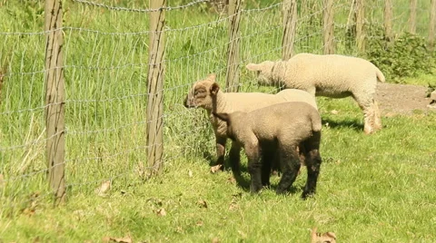 Lambs head in a fence Stock Footage 50013951