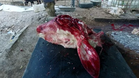 Lamb's head. Sacrificial Beast. Stock Footage 77166810