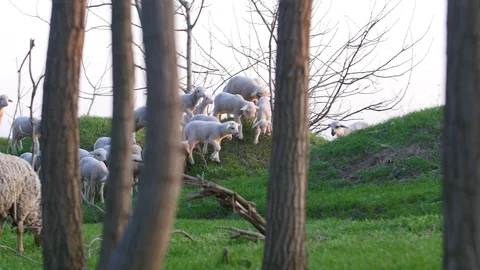 Lambs On The Hills Stock Footage 88417071