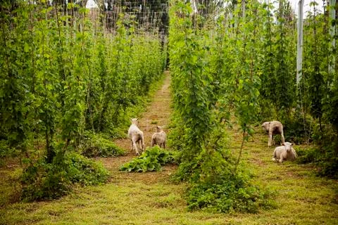 Lambs in hops Stock Photos