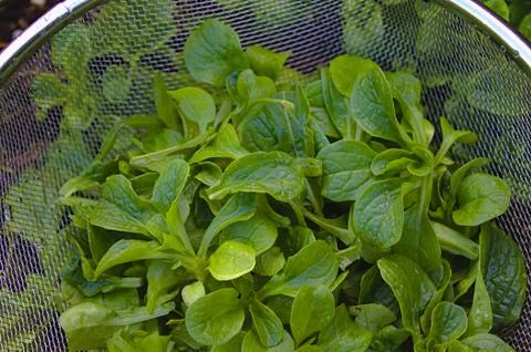 Lamb`s lettuce in a colander Stock Photos
