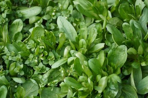 Lamb's lettuce Stock Photos