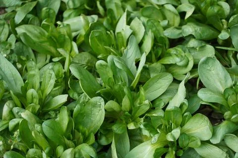 Lamb's lettuce Stock Photos