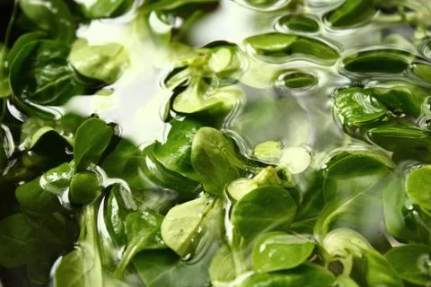 Lamb's lettuce in the water Stock Photos