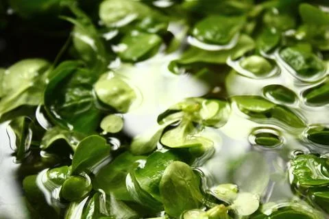 Lamb's lettuce in the water Stock Photos