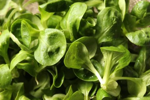 Lamb`s lettuce in the water Stock Photos