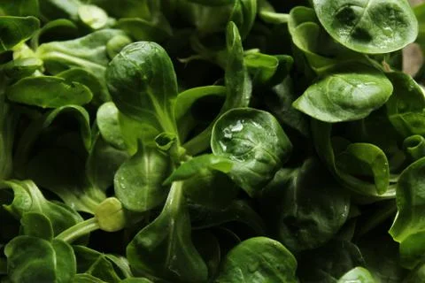 Lamb`s lettuce in the water Stock Photos