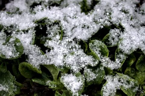 Lamb`s lettuce in the winter Stock Photos