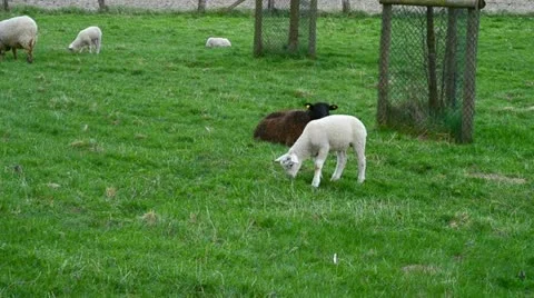 Lambs on lush meadow Stock Footage 12504729