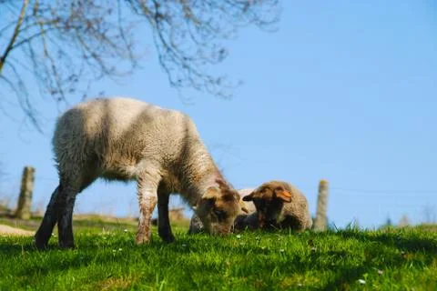 Lambs lying on the grass Stock Photos