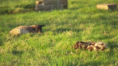 Lambs lying in long grass within a fenced paddock during late afternoon light. Stock Footage 328088959