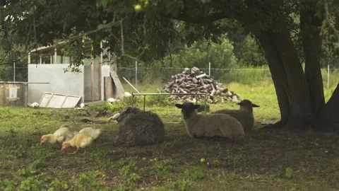 Lambs lying under tree on farm next to goslings walking. Stock Footage 247518116