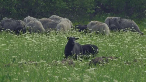 Lambs on the meadow. Stock Footage 124003618
