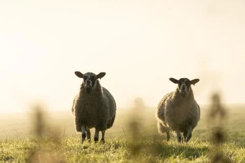 Lambs in the mist Stock Photos