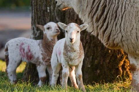 Lambs with mother Stock Photos