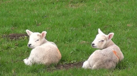 Lambs with mum Stock Footage 2739662