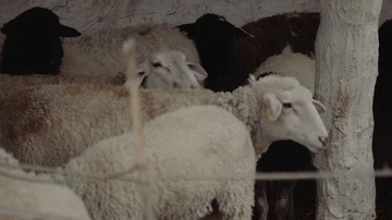 Lambs in Nazareth Stock Footage 86071047