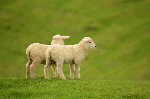 Lambs in paddock Stock Photos