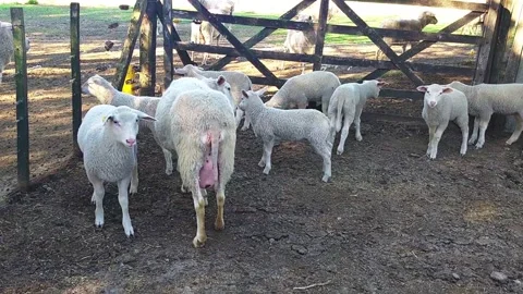 Lambs in parlor looking at camera Stock Footage 247202347