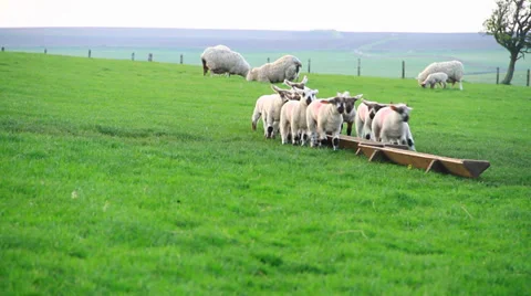 Lambs To Pasture 스톡 동영상 38600133