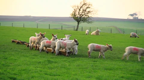 Lambs To Pasture Stock Footage 38600202
