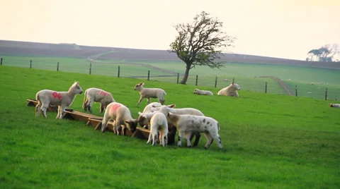 Lambs To Pasture Stock Footage 38600311