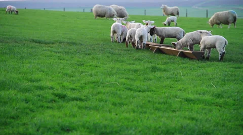 Lambs To Pasture Видео 38600340