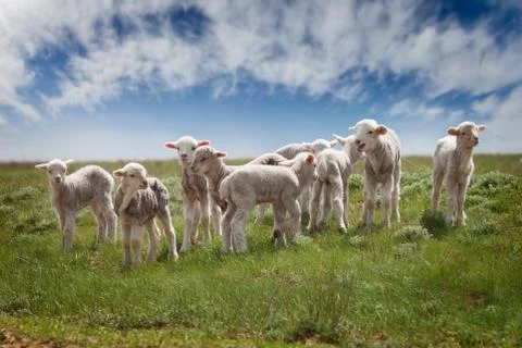 Lambs in the pasture Stock Photos