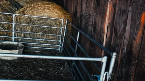 Lambs in pen 2 Stock Footage 205313429