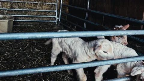 Lambs in pen Stock Footage 205313513