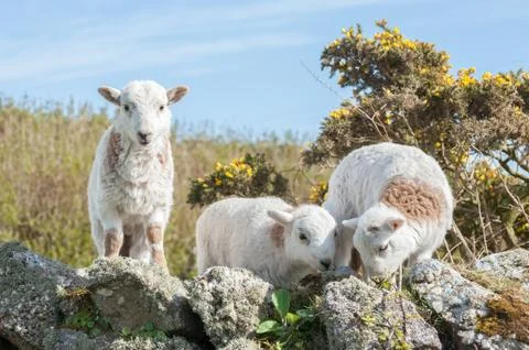 Lambs Stock Photos
