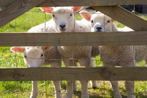 Lambs Stock Photos