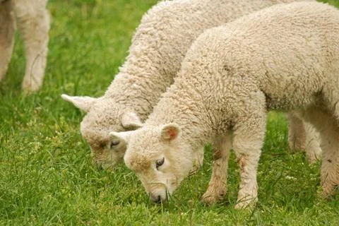 Lambs Stock Photos