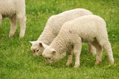 Lambs Stock Photos