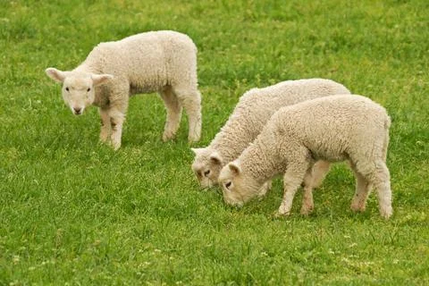 Lambs Stock Photos