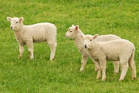 Lambs Foto stock