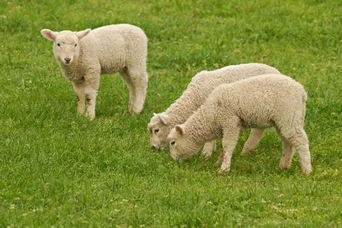 Lambs Stock Photos
