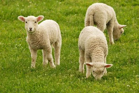Lambs Stock Photos