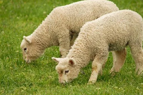 Lambs Stock Photos