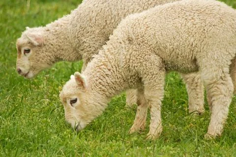 Lambs Stock Photos