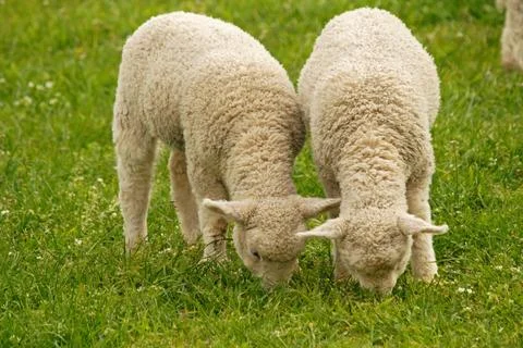 Lambs Stock Photos