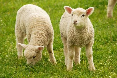 Lambs Foto stock