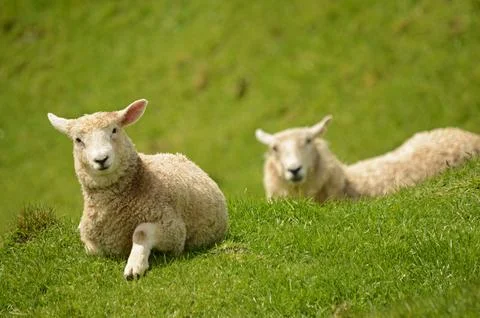Lambs Stock Photos