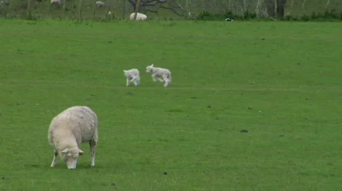 Lambs At Play 스톡 동영상 331867